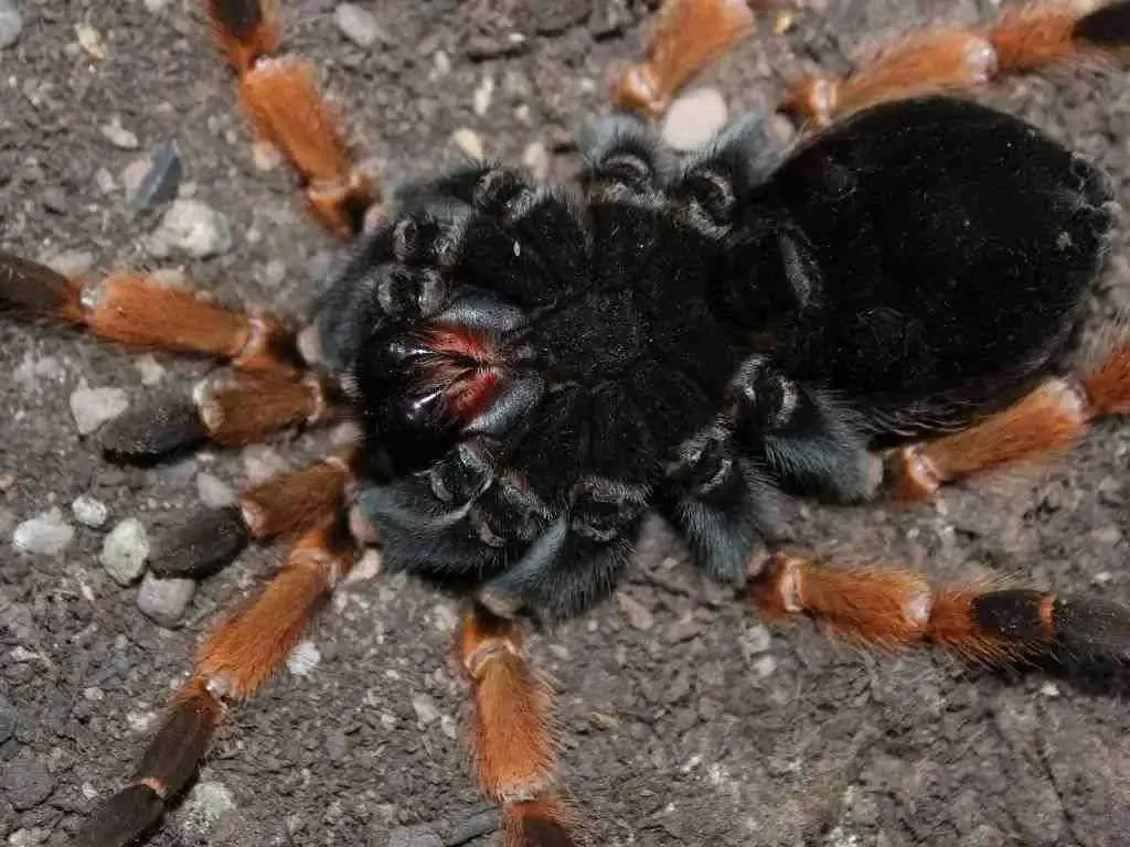 19590 tarantula failed molt
