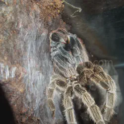 /img/19590-tarantula-molting-dehydration.webp