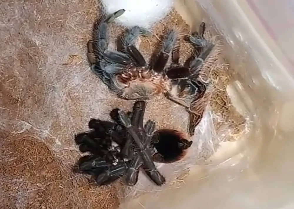 19590 tarantula molting environment