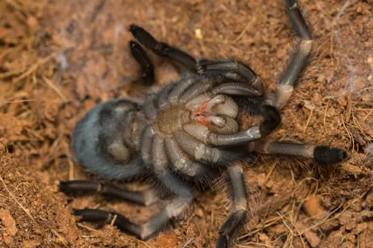 19590 tarantula molting feeding