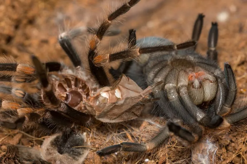 19590 tarantula molting standing