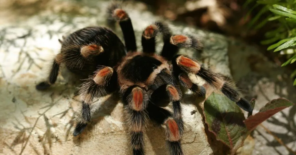 19591 adult tarantula enclosure