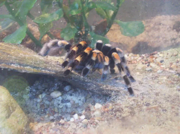 19591 cleaning tarantula enclosure