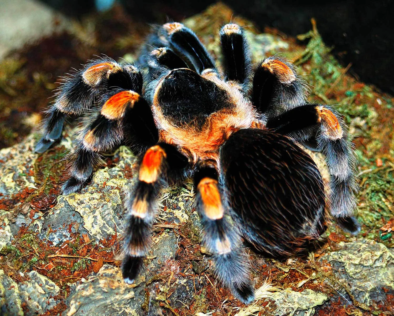19591 juvenile tarantula enclosure