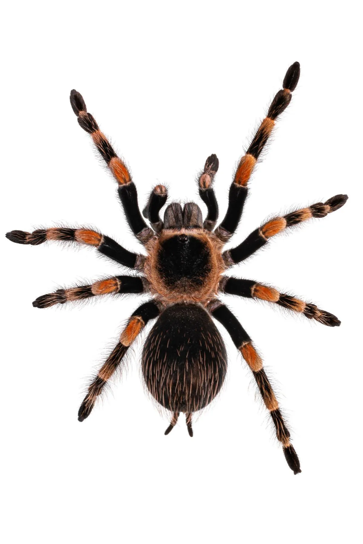 19591 mexican red knee tarantula overview