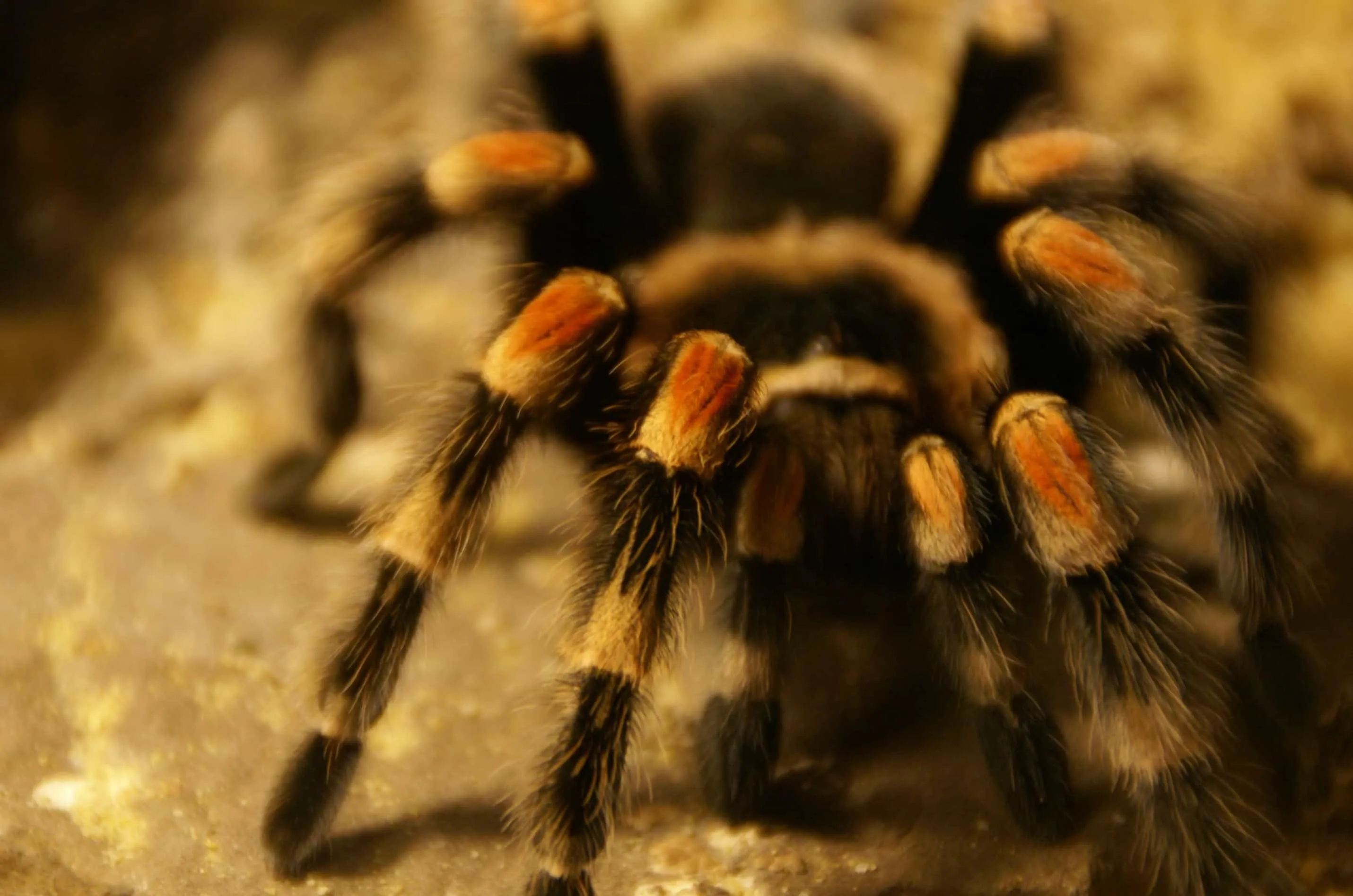 19591 spiderling enclosure