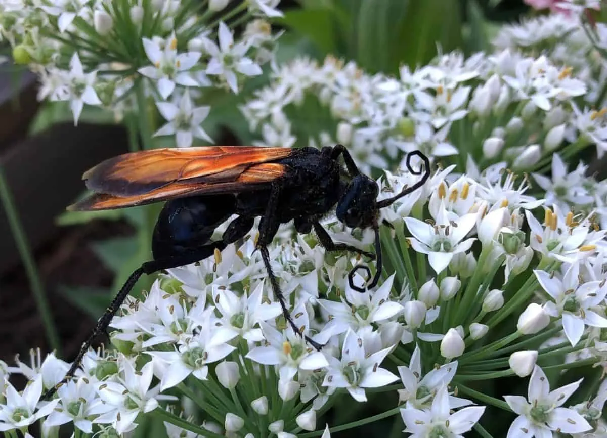 19592 tarantula hawk habitat