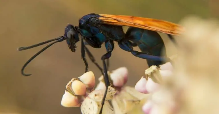 19592 tarantula hawk larva