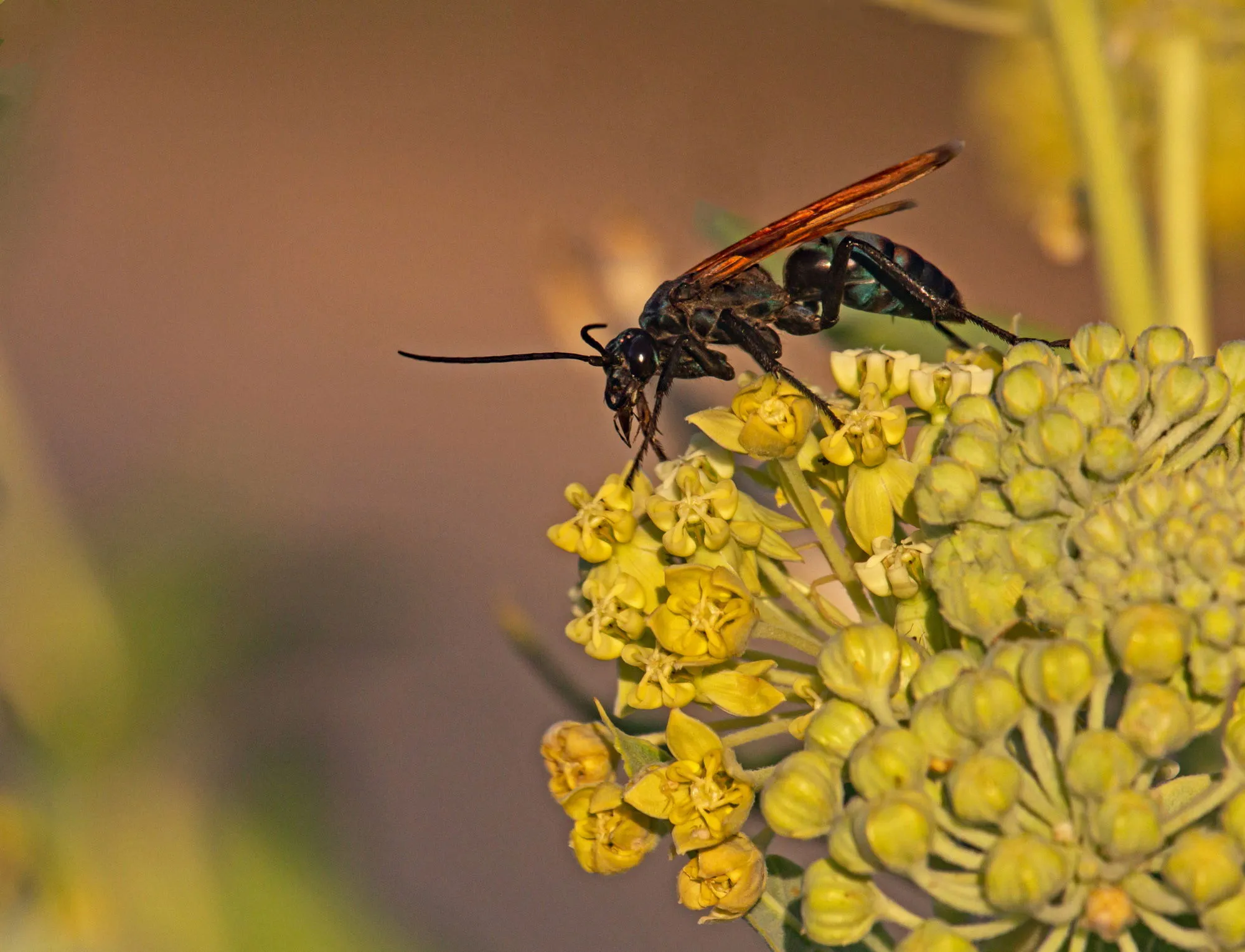 /img/19592-tarantula-hawk-venom.webp