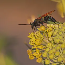 /img/19592-tarantula-hawk-venom.webp