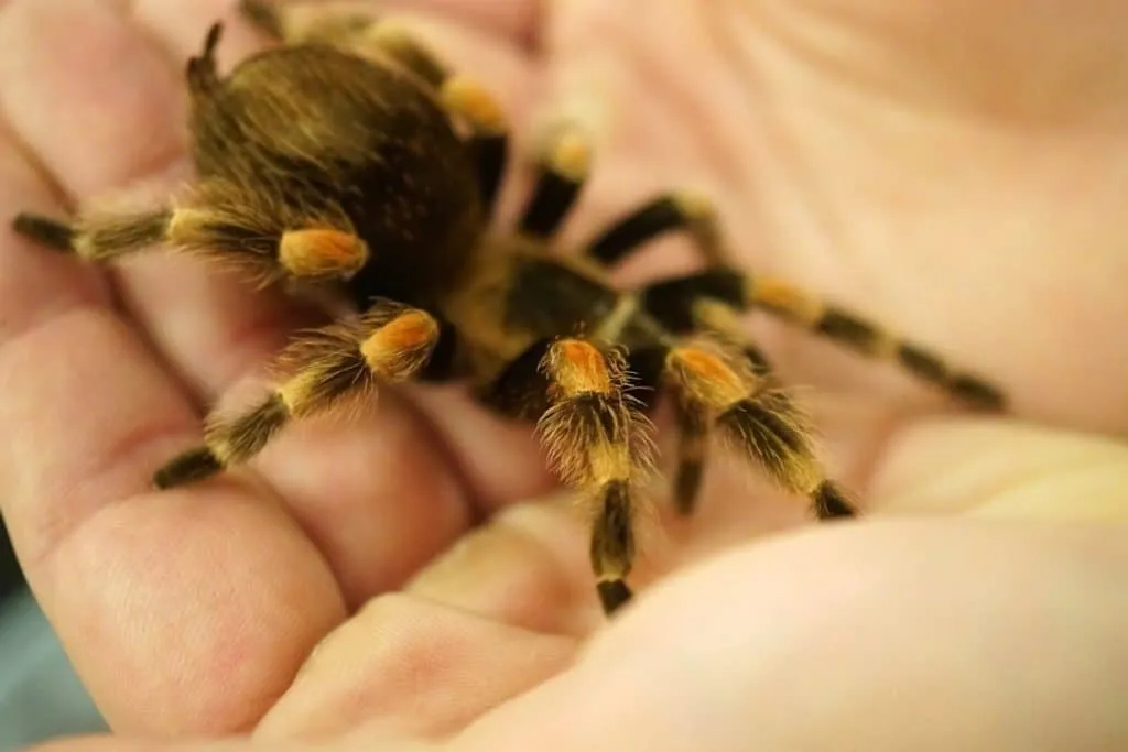 19593 gryffindor tarantula