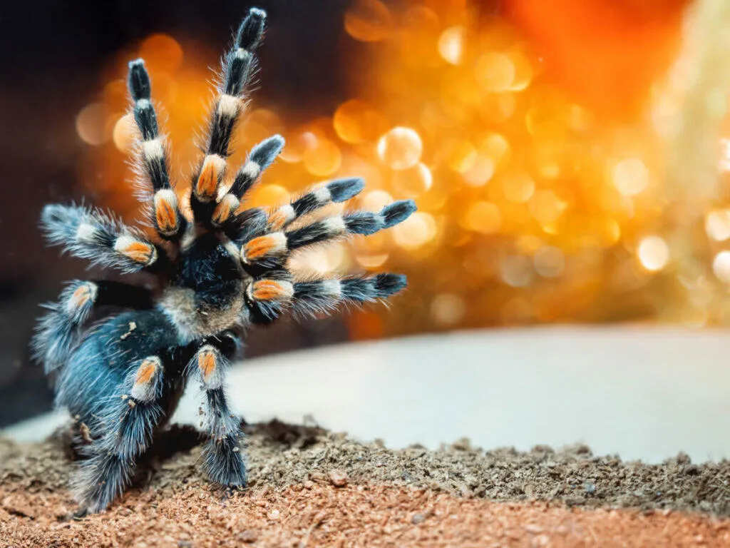 19593 harry potter tarantula close up