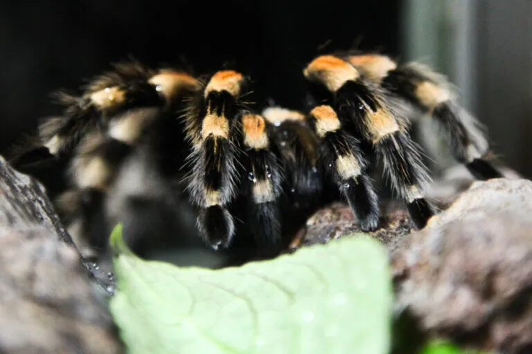 19593 ravenclaw tarantula
