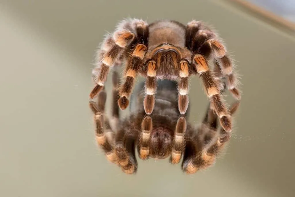 19593 slytherin tarantula