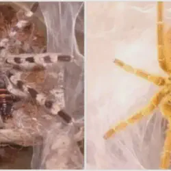 /img/19593-tarantula-in-hogwarts.webp