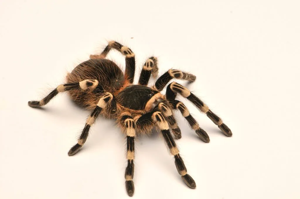 19594 tarantula spider pet choosing