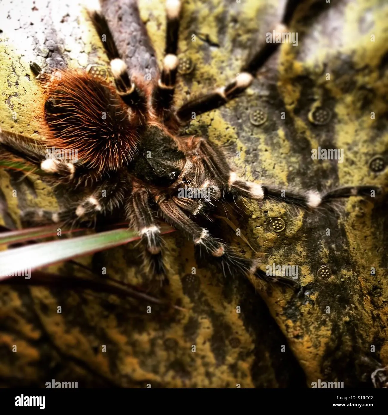 /img/19594-tarantula-spider-pet-enjoying.webp