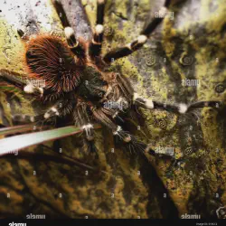 /img/19594-tarantula-spider-pet-enjoying.webp