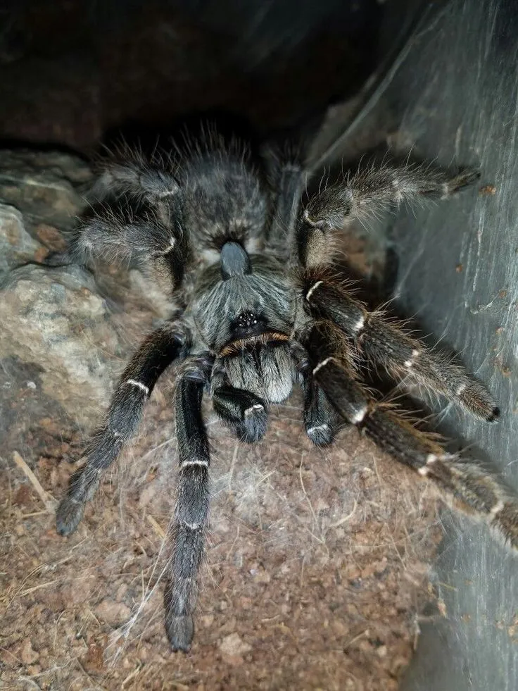 19594 tarantula spider pet feeding
