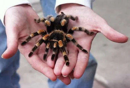 19594 tarantula spider pet habitat