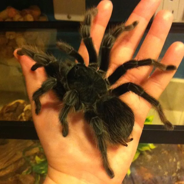 19594 tarantula spider pet handling
