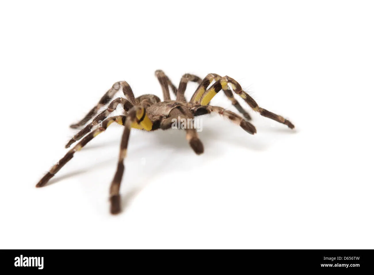 19594 tarantula spider pet health