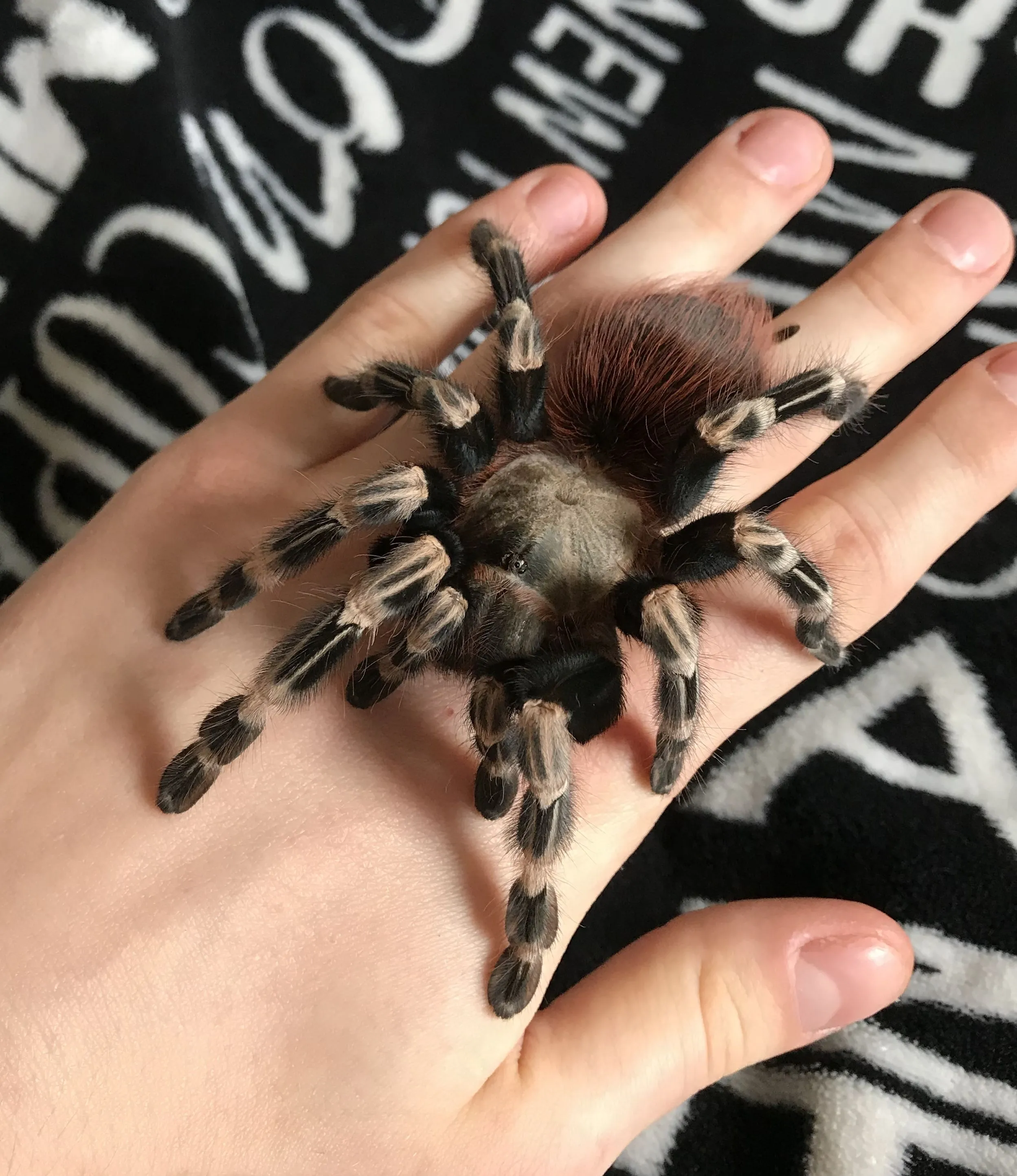 19594 tarantula spider pet molting