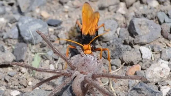 19596 removing tarantula hawk stinger