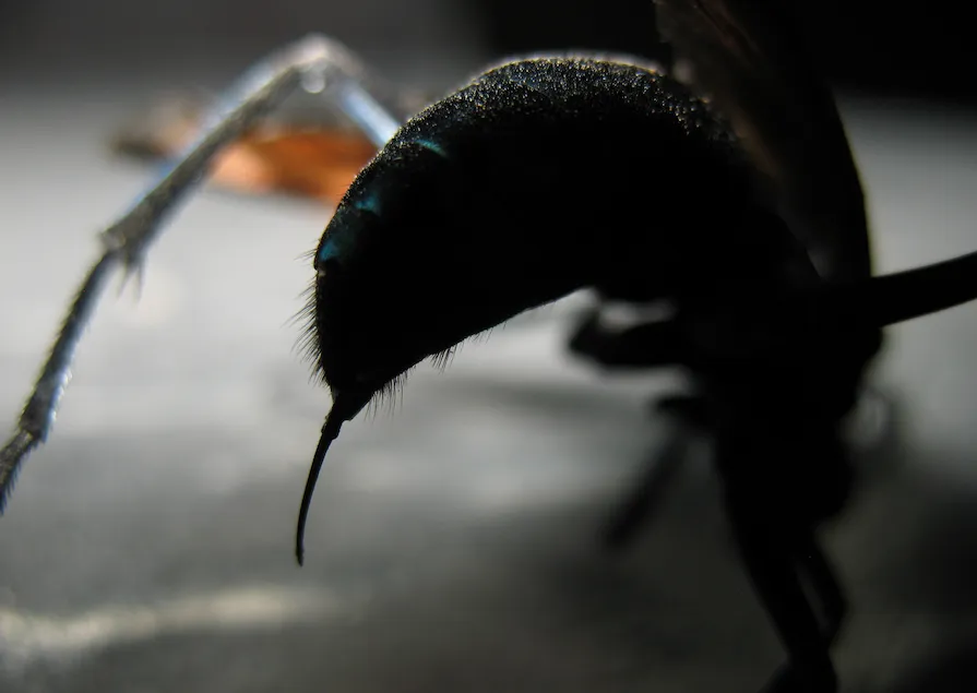 19596 tarantula hawk bite treatment