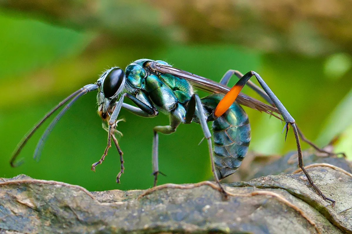 19596 tarantula hawk habitat