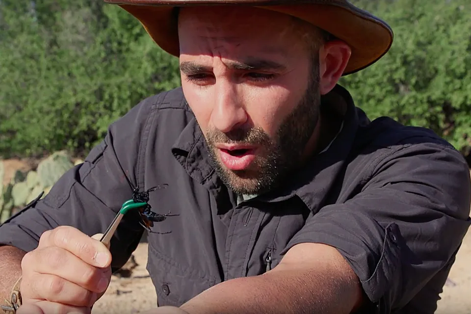 19596 tarantula hawk prevention