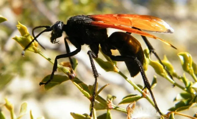 19596 tarantula hawk sting