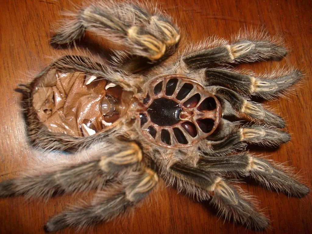 19599 tarantula molt process