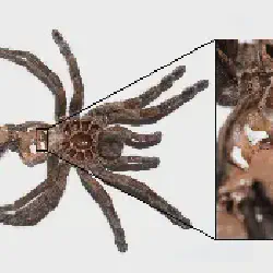 /img/19599-tarantula-problem-molting.webp
