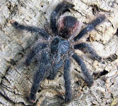 19601 pink toe tarantula bite