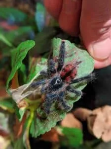 19601 pink toe tarantula camouflage