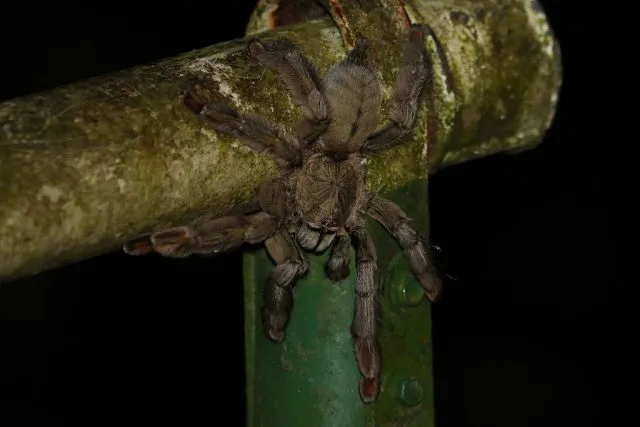 19601 pink toe tarantula defensive posture