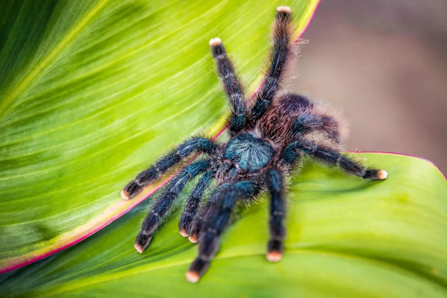 /img/19601-pink-toe-tarantula-habitat.webp