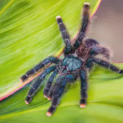 /img/19601-pink-toe-tarantula-habitat.webp