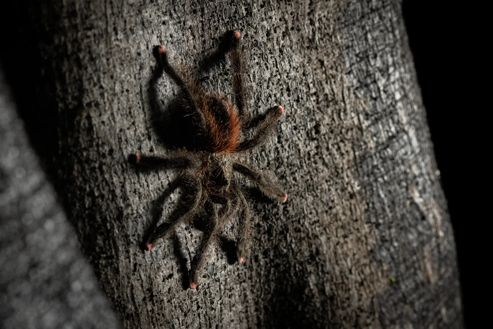 19601 pink toe tarantula speed
