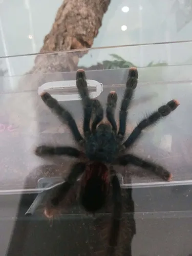 19601 pink toe tarantula urticating hairs