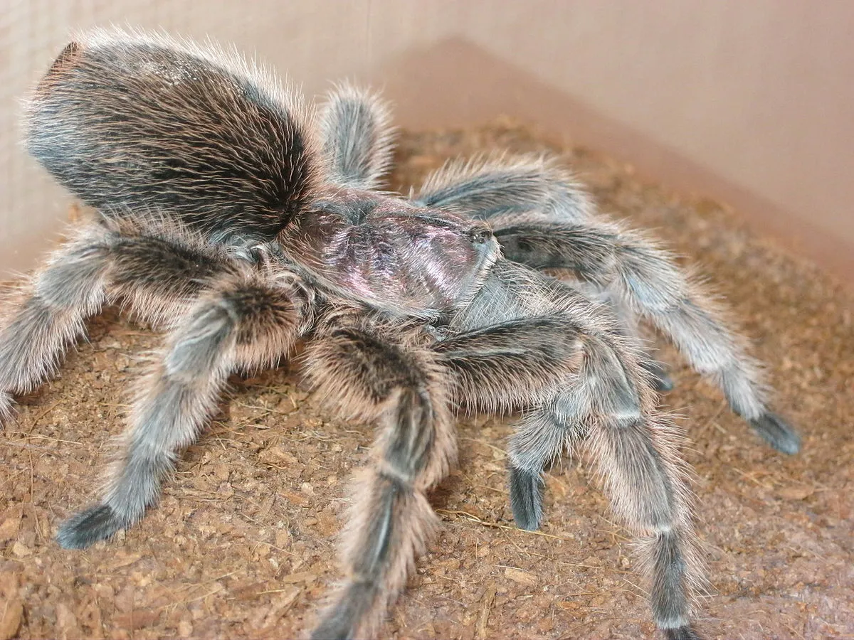 19602 rose hair tarantula feeding