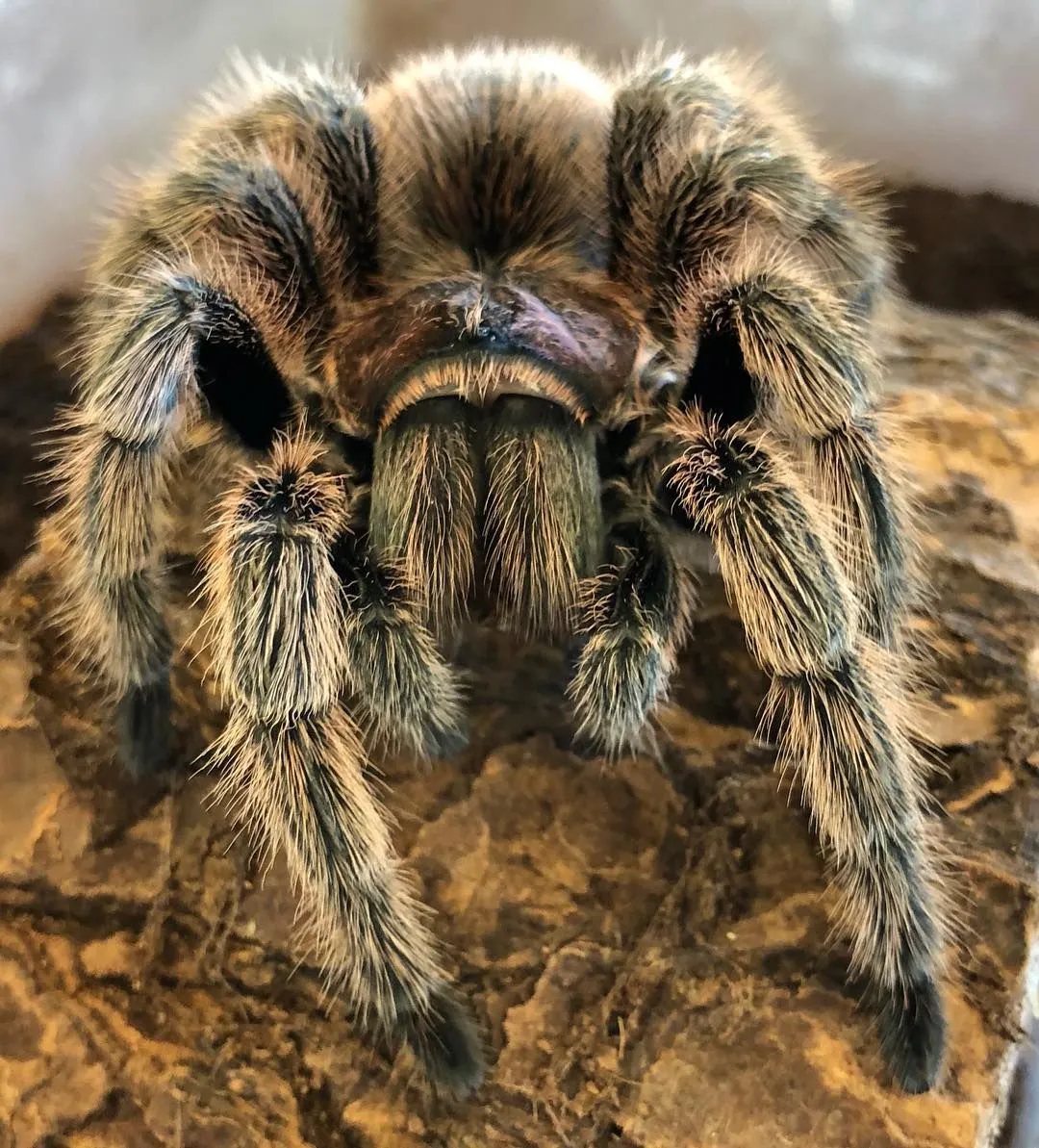 19602 rose hair tarantula handling