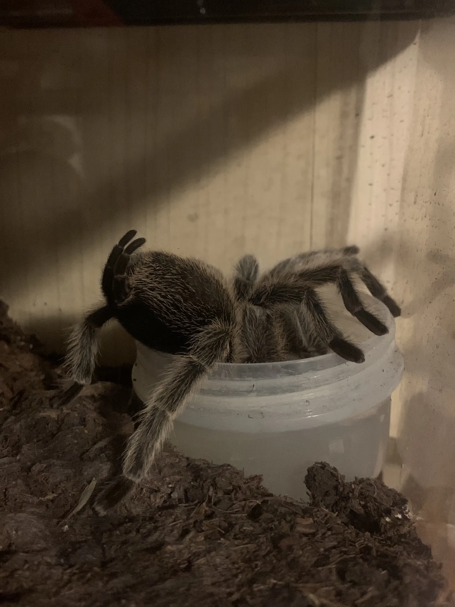 19602 rose hair tarantula molting
