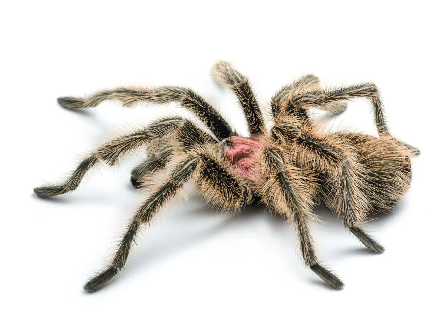 19602 rose hair tarantula size