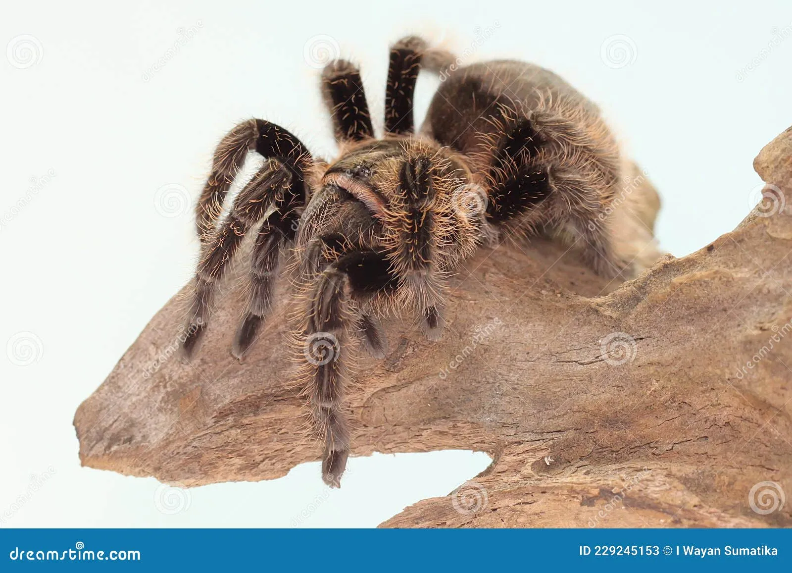 /img/19603-brazilian-black-tarantula.webp