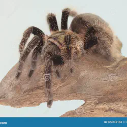 /img/19603-brazilian-black-tarantula.webp