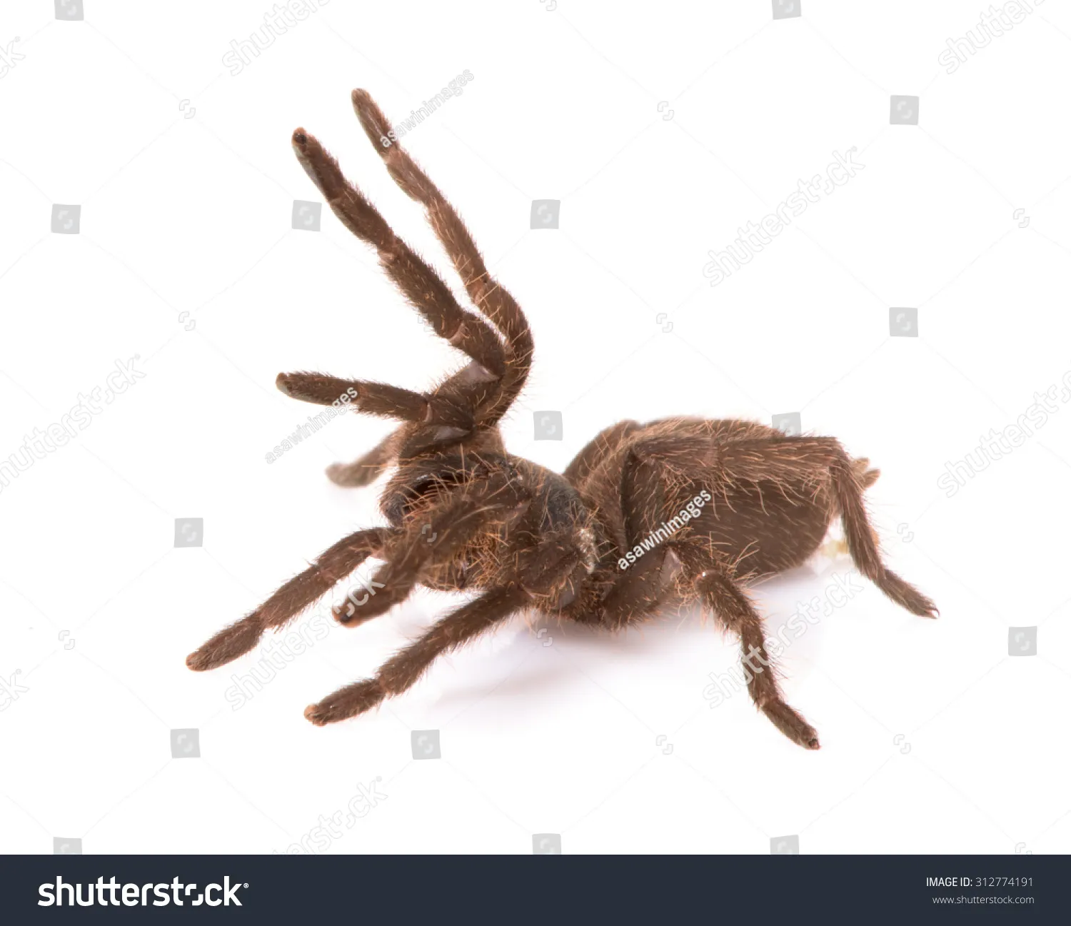 19603 chaco golden knee tarantula