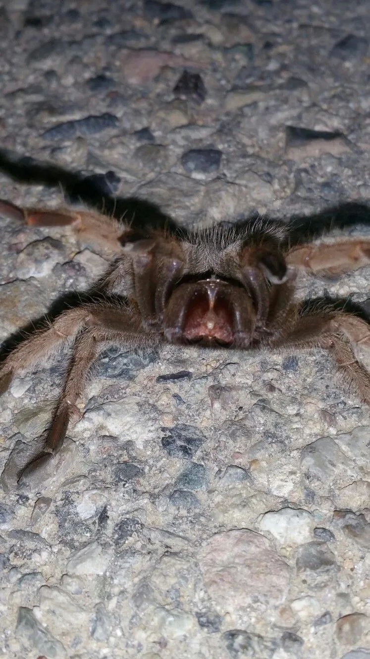 19603 costa rican zebra tarantula
