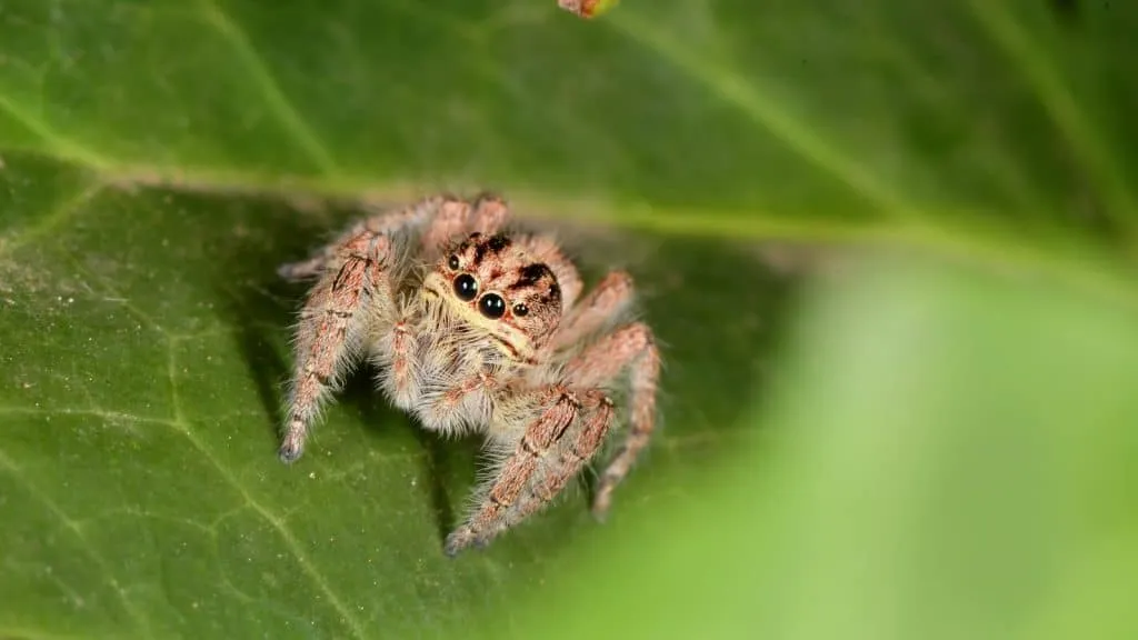 19603 mexican red knee tarantula